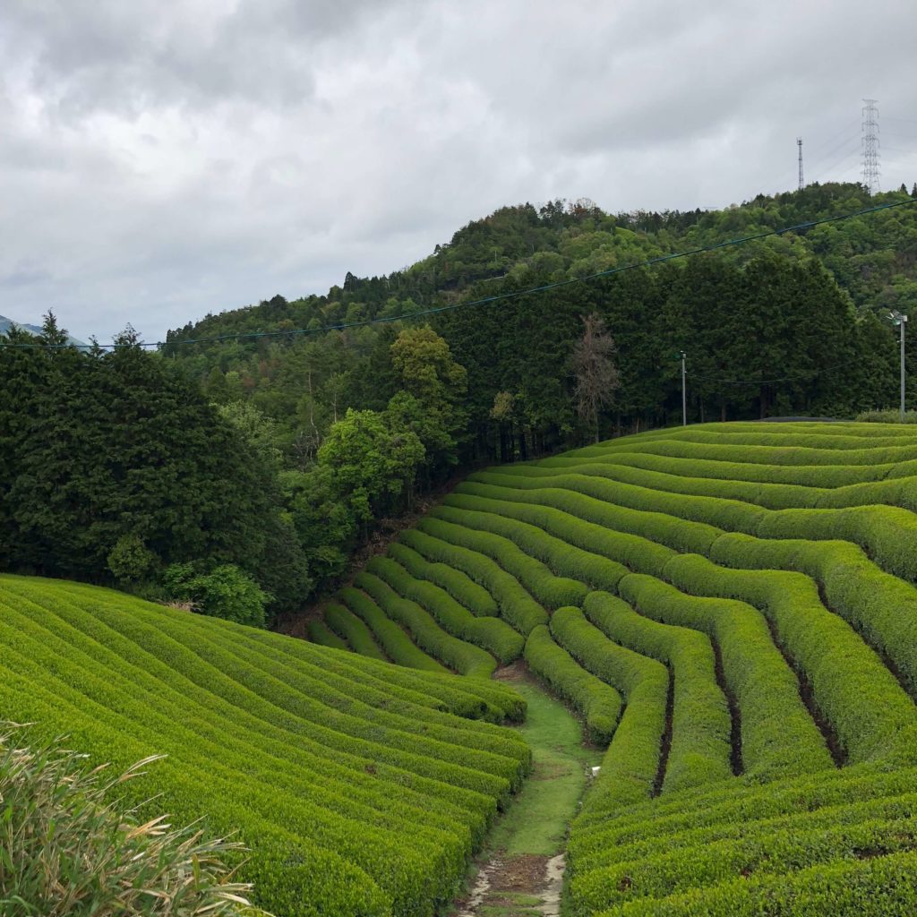 Tea fields in Japan, first harvest 2018
