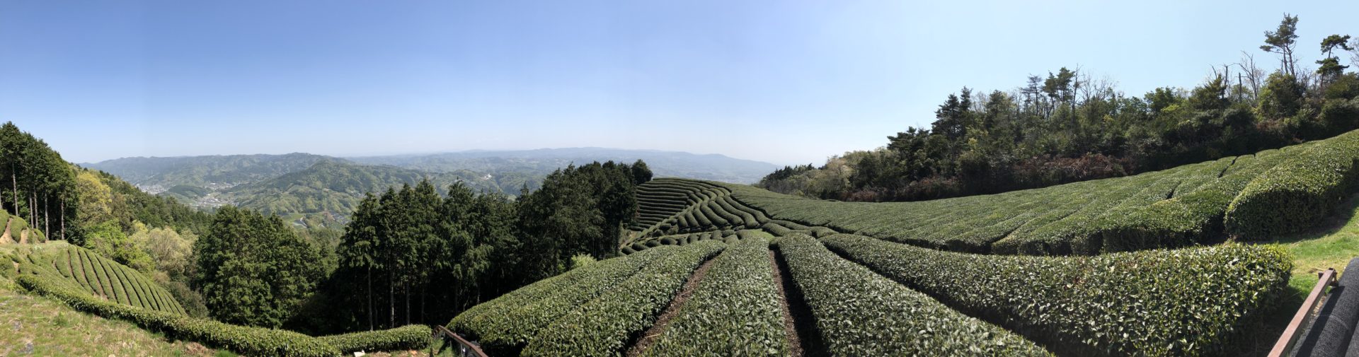 Matcha Production Set  Kyoto Obubu Tea Farms